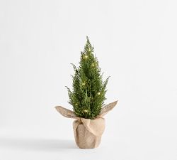 Faux Lit Topiary Pine Tree