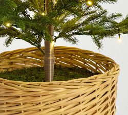 Lit Pine Tree in Basket