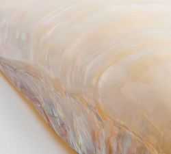 Polished Decorative Shell