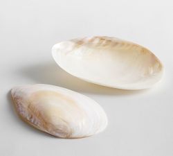 Polished Decorative Shell