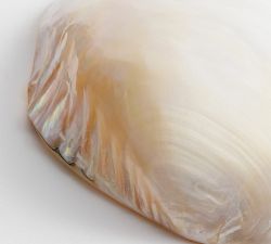 Polished Decorative Shell