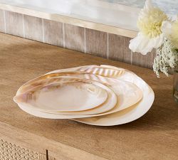 Polished Decorative Shell