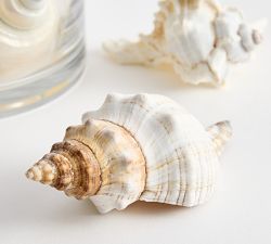 Shell Vase Filler