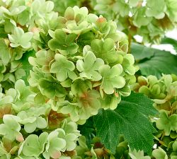 Faux Composed Green Snowball Arrangement
