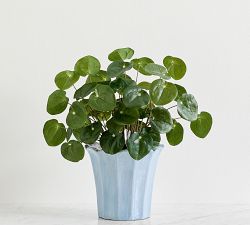 Faux Elephant Ear Plant