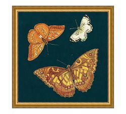 Butterfly Botany Framed Print