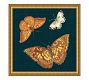 Butterfly Botany Framed Print