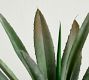 Faux Composed Agave Plant