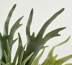 Faux Potted Staghorn Fern