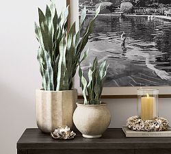 Faux Potted Faded Whale Fin