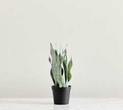 Faux Potted Faded Whale Fin