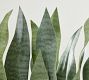 Faux Potted Faded Whale Fin