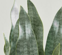 Faux Potted Faded Whale Fin