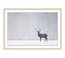 Loner Ranger Framed Print
