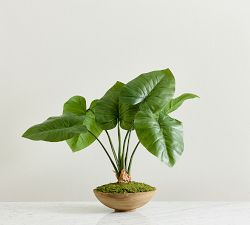 Faux Composed Elephant Ear Plant