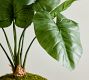Faux Composed Elephant Ear Plant