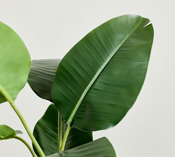 Indoor Plants & Trees - Buy Beautiful Botanicals | Pottery Barn