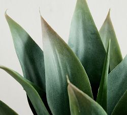 Faux Composed Agave Root Plant