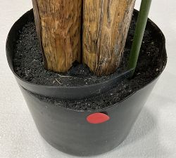 Open Box: Faux Potted Kentia Palm, Small (72"H)