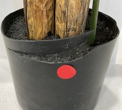 Open Box: Faux Potted Kentia Palm, Small (72"H)