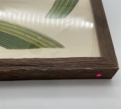 Open Box: Pancratium Framed Print, 25"W x 36"H