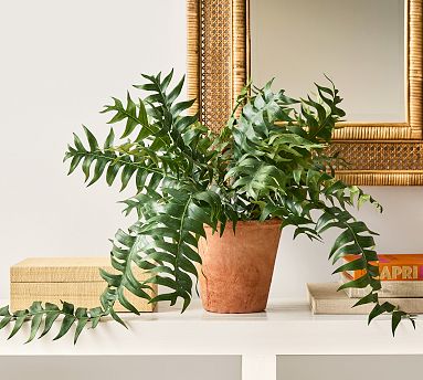 Faux Potted Trailing Sword Fern | Pottery Barn