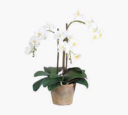 Faux Phalaenopsis In Planter