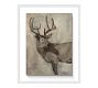 King of the Woodlands Framed Canvas Print