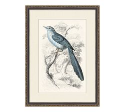 Traditional Bird Framed Paper Prints