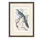 Traditional Bird Framed Paper Prints