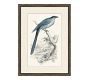 Traditional Bird Framed Paper Prints