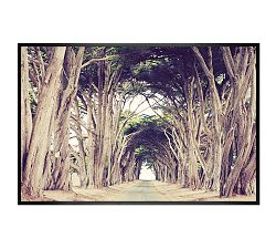 Open Box: Tree Avenue by Lupen Grainne (28"W x 42"L) - Wood Gallery, Black, No Mat
