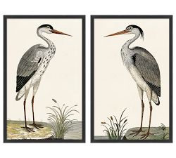 Spotted Heron Framed Prints