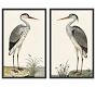 Spotted Heron Framed Prints