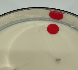 Open Box: Winter Spruce Homescent, XL Candle (58oz.) - Green