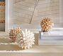 Decorative Shell Ball