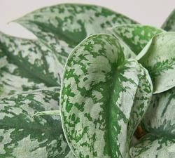 Live Silver Pothos in Planter