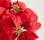 Faux Oversized Red Poinsettia Bundle