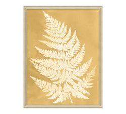 Sun Fern  Framed Print