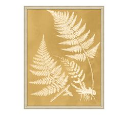 Sun Fern  Framed Print