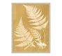 Sun Fern  Framed Print