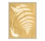 Sun Fern  Framed Print