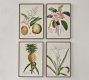 Plumeria Framed Print