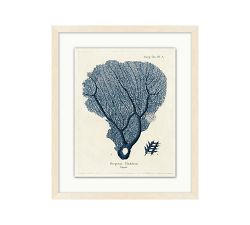 Navy Sea Fan Framed Print