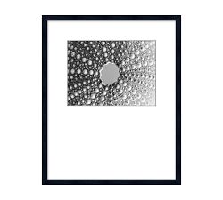 Detail of a Shell Framed Print