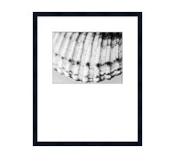 Detail of a Shell Framed Print
