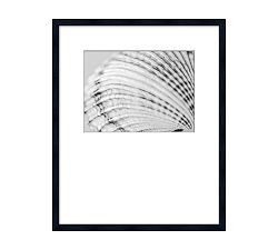 Detail of a Shell Framed Print