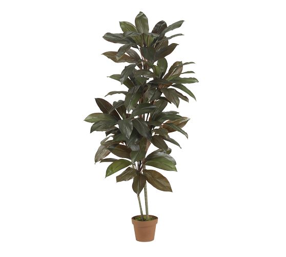 variegated indoor plant Easy to Grow Bulbs Spider Plant Variegated Houseplant