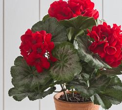 Outdoor Safe Potted Geranium