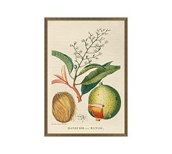 Mango Framed Print